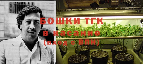прущие грибы Новозыбков